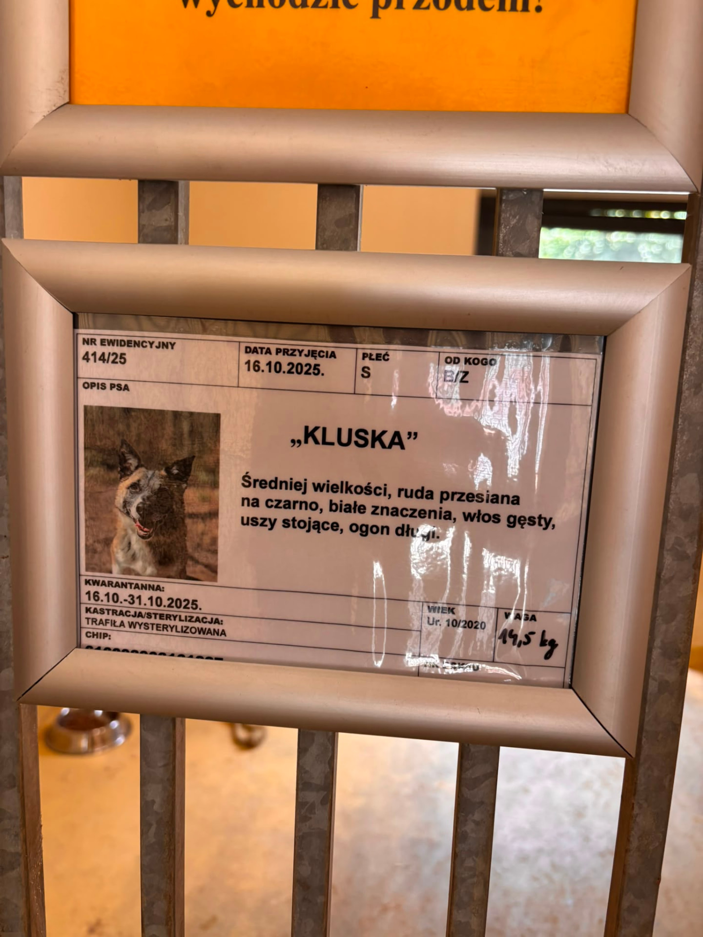 Schroniskowa karta ewidencyjna nr 414/25 ze zdjęciem Kluski — rudej suczki przesianej na czarno.