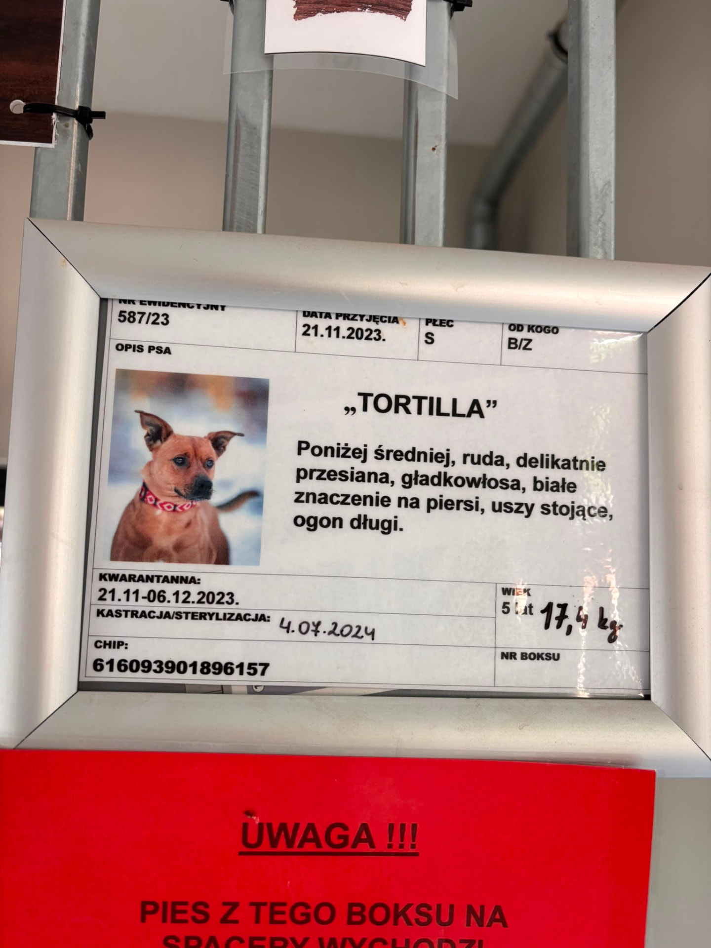 Schroniskowa karta ewidencyjna nr 587/23 ze zdjęciem Tortilli — rudej suczki średniej wielkości.