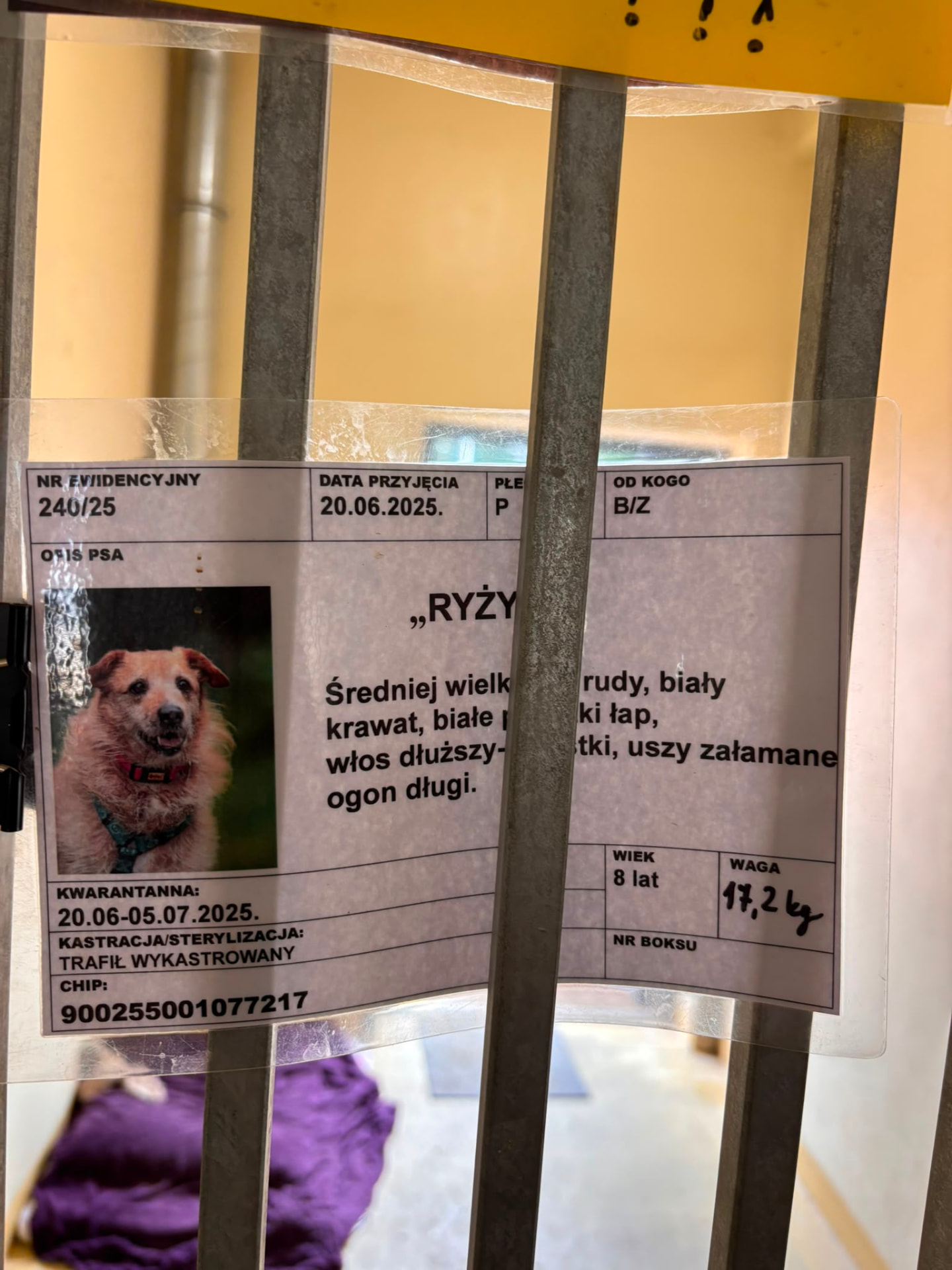 Schroniskowa karta ewidencyjna nr 240/25 ze zdjęciem Ryżyka — rudego psa średniej wielkości.