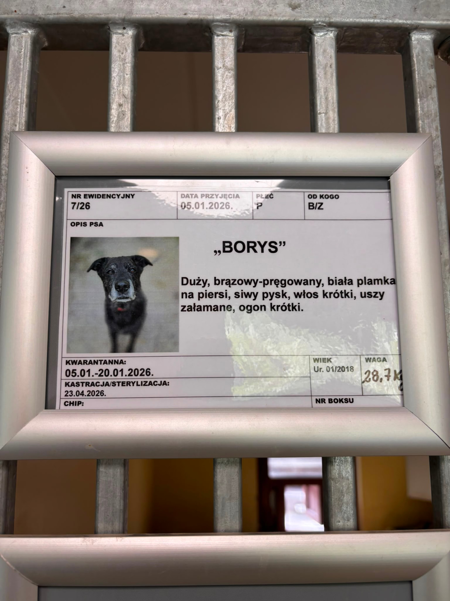 Schroniskowa karta ewidencyjna nr 7/26 ze zdjęciem Borysa — dużego, ciemnego psa z siwym pyskiem.